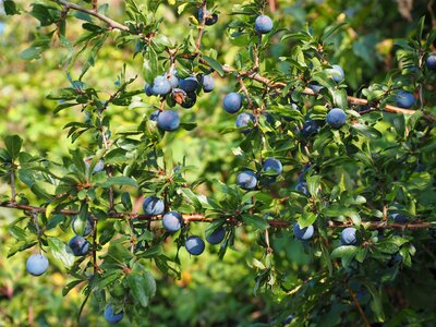 Bush fruit blackthorn