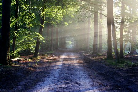 Forest nature silence