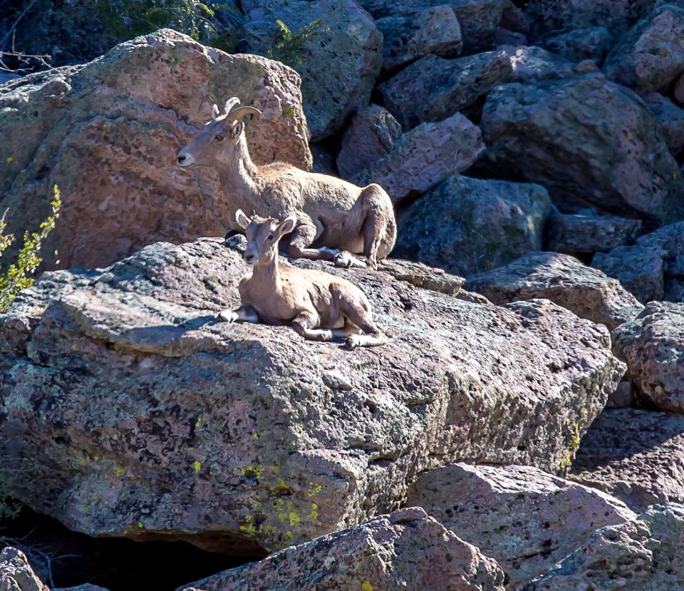 Browns Canyon National Monument