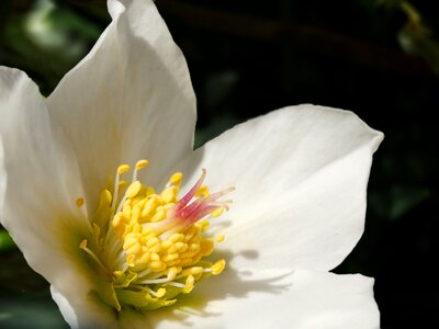 White flower anemone blanda