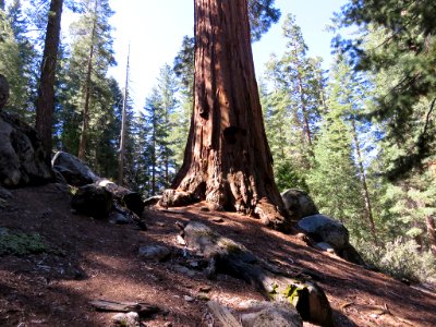 Sequoia NP in CA photo