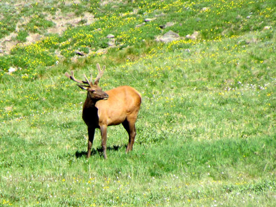 Rocky Mountain NP in CO photo