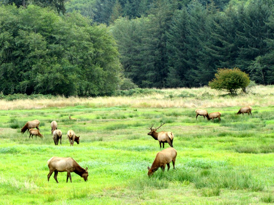 Elk at Oregon Coast