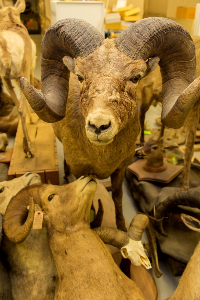 Wildlife Forensics Lab