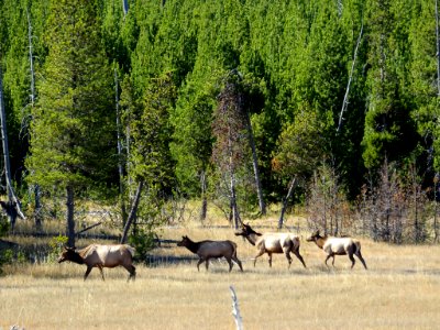 Elk Herd at Yellowstone NP in Wyoming