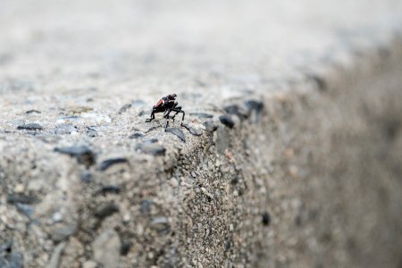 20180830-APHIS-LSC-0160