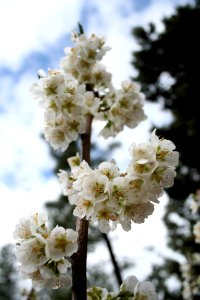Plum Tree Flowers