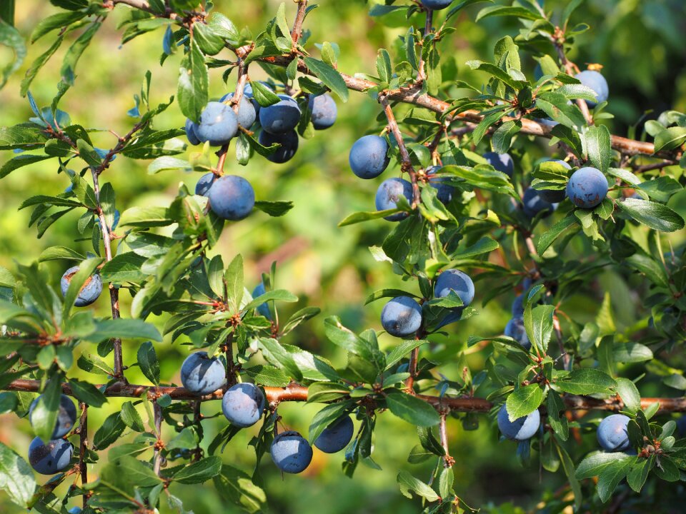 Bush fruit blackthorn