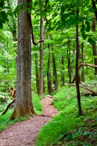 Trail 3