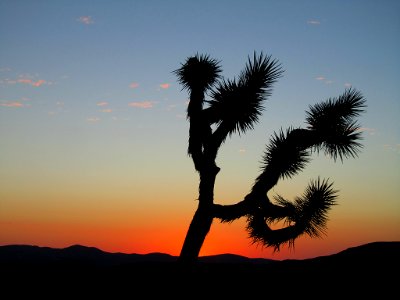 Sunset at Joshua Tree National Park in California