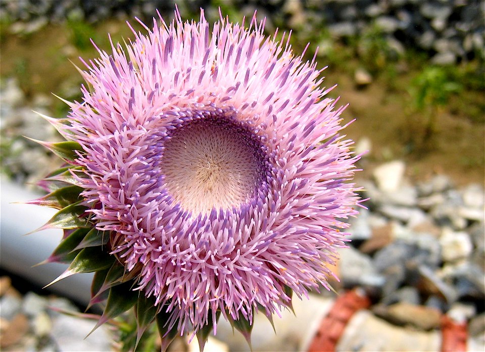 Thistle Flower