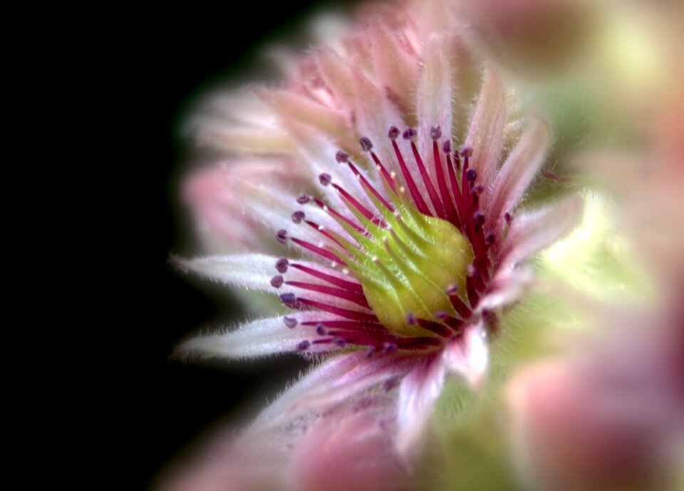 Brightly colored nature plant
