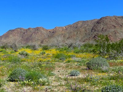 Cottonwood Spring with Wildflowers at Joshua Tree NP in CA photo