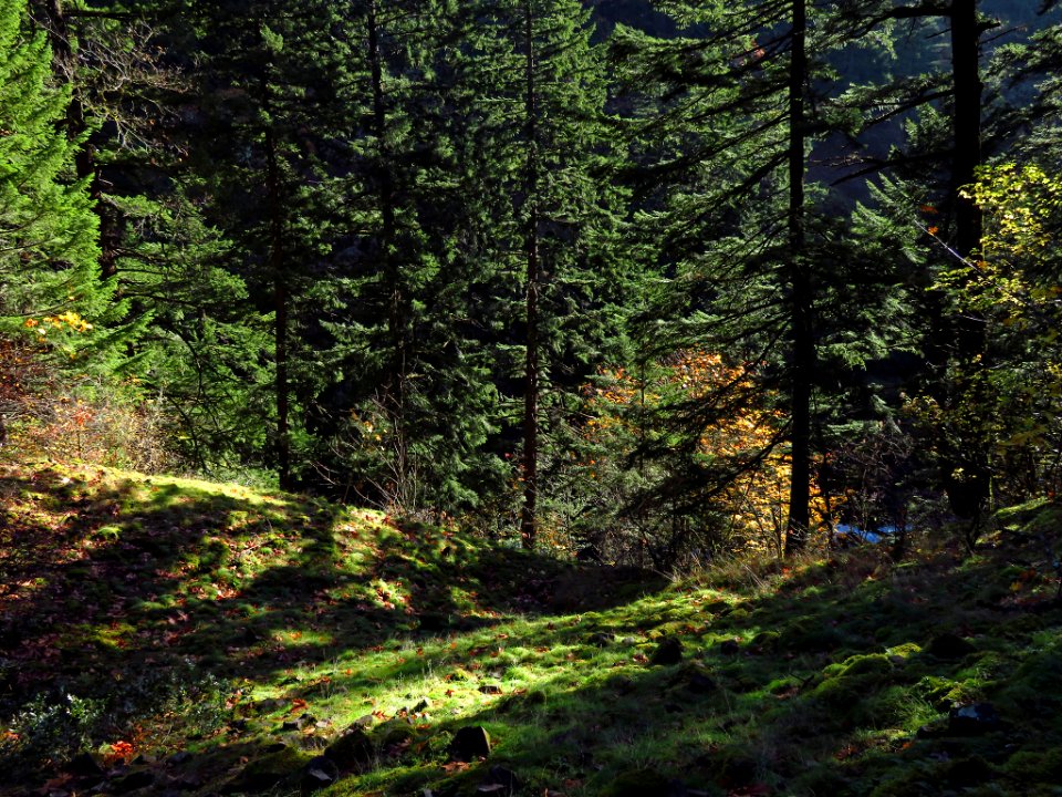 Spirit Falls Trail on Little White Salmon River in WA