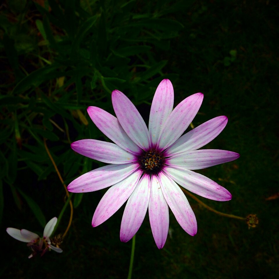 Daisy pink green
