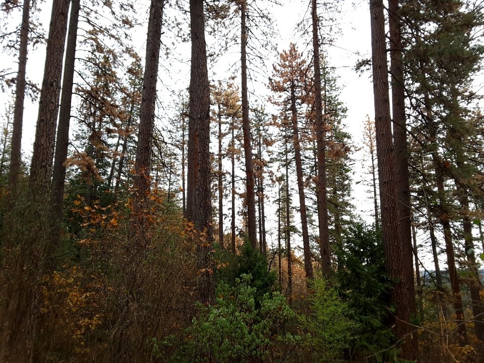 Round Mountain Bark Beetle