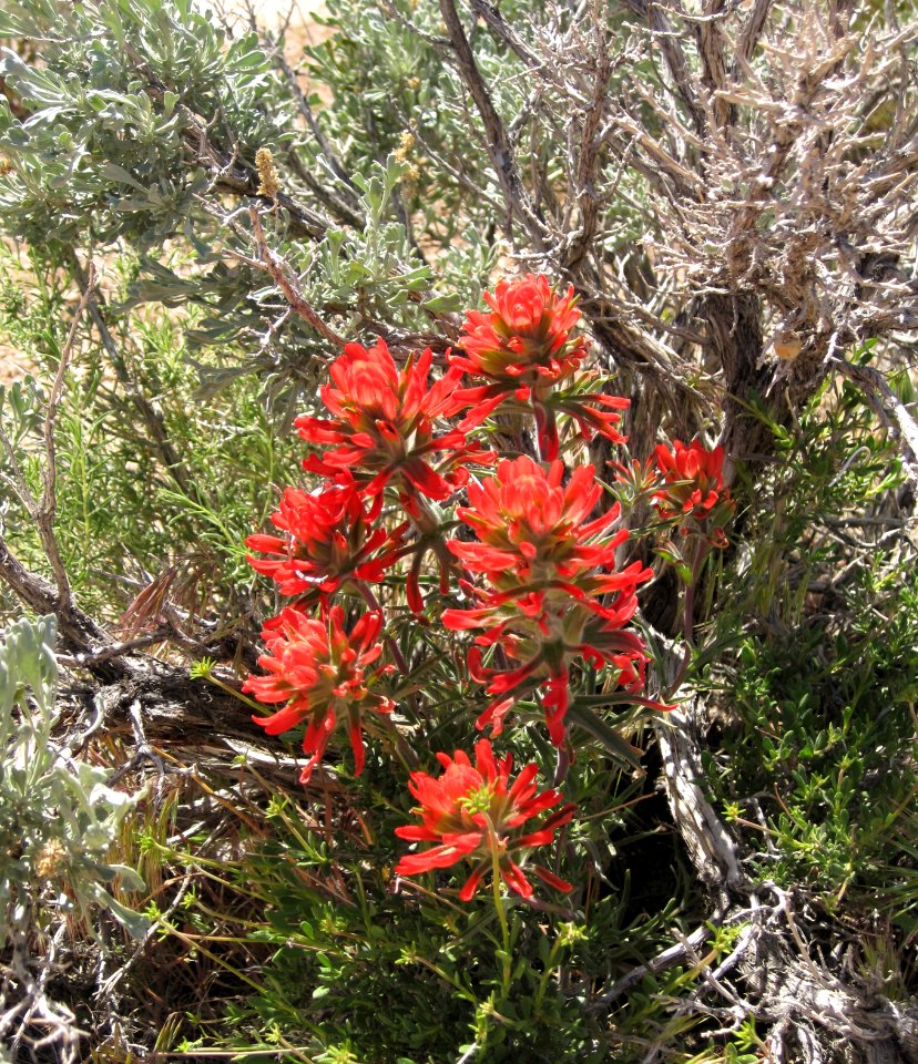 Volcanic Tablelands photo