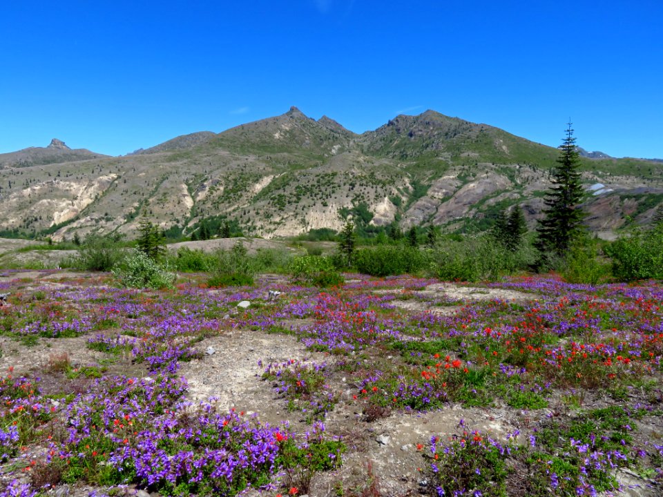 Wildflowers at Mt. St. Helens NM in WA