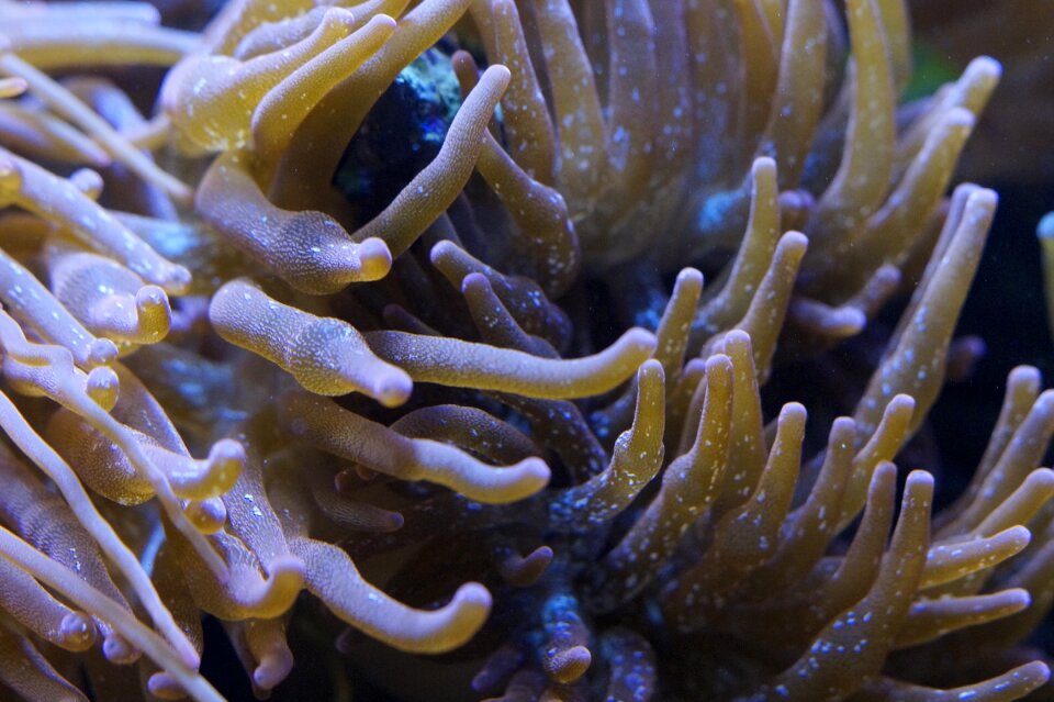 Aquarium sea creature