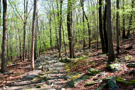 Wolf Rock Trail photo