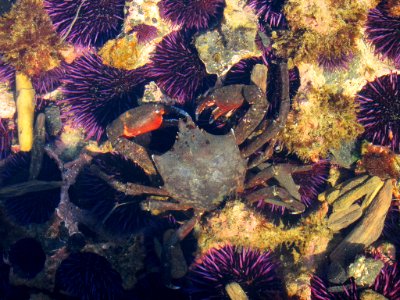 Crab at Yaquina Head in Newport, OR