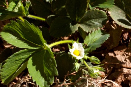 Got Strawberries!