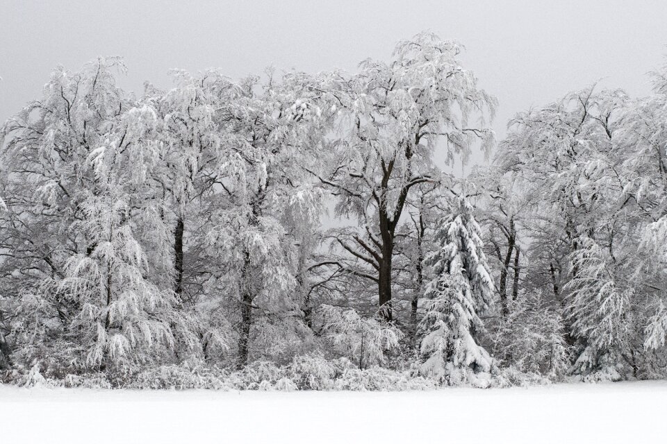 Snowy winter magic trees