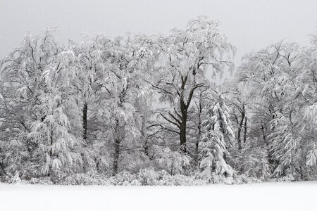 Snowy winter magic trees