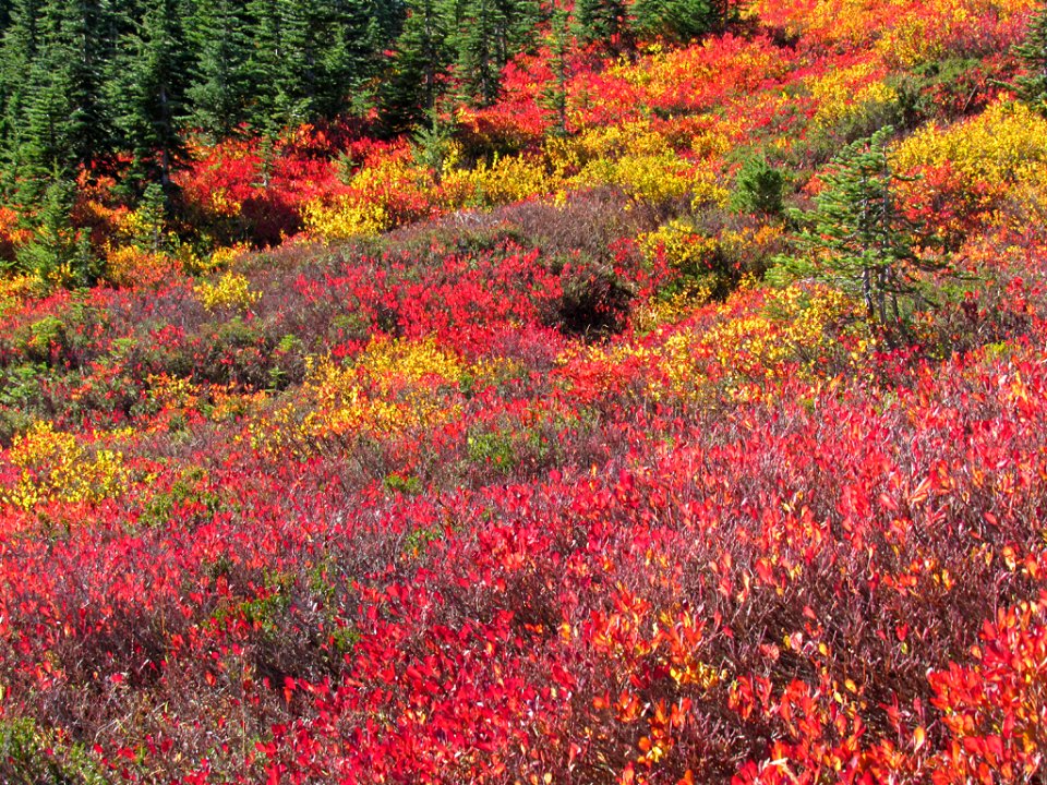 Autumn at Skyline Trail at Mt. Rainier NP in WA