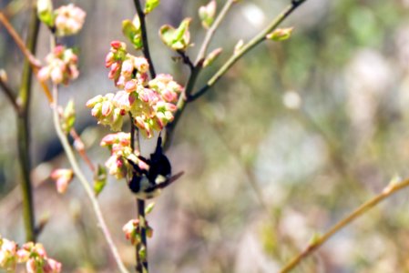 Busy Bees photo