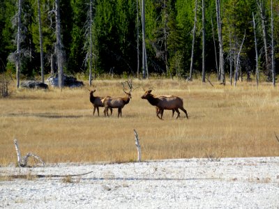 Elk Herd at Yellowstone NP in Wyoming