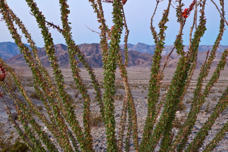Yuha Desert