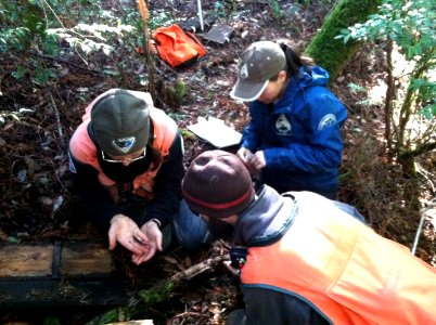 Salamander Study at Headwaters Forest Reserve in Arcata Field Office photo
