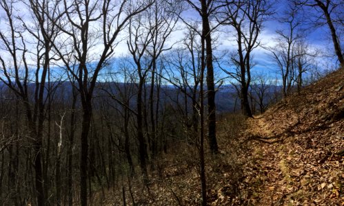 Appalachian Trail Near Shuckstack