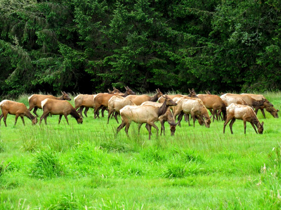 Elk Herd at Prairie Creek Redwoods SP in California
