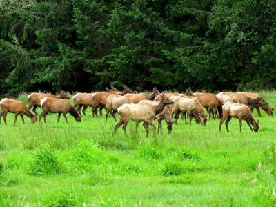 Elk Herd at Prairie Creek Redwoods SP in California photo