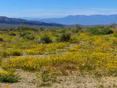 Cottonwood Spring with Wildflowers at Joshua Tree NP in CA photo