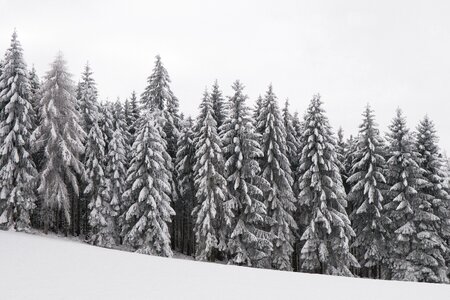 Snowy winter magic trees photo