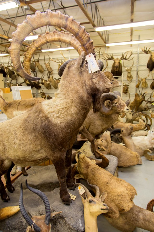 Wildlife Forensics Lab