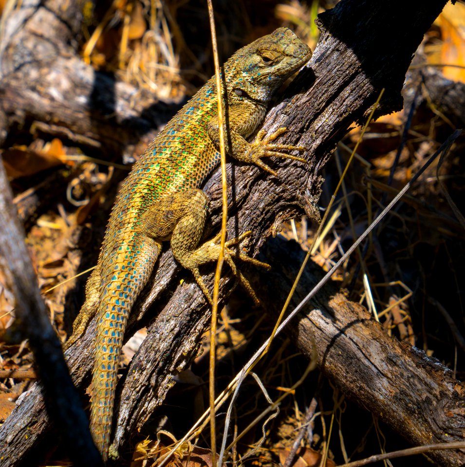 Western Sagebrush Lizard
