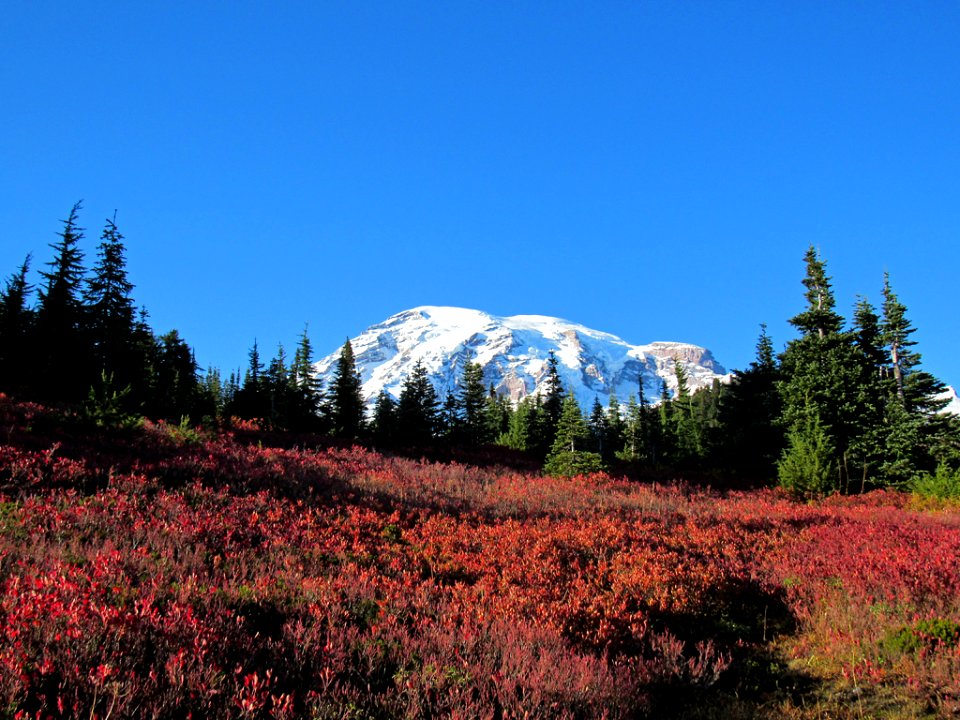 Autumn at Skyline Trail at Mt. Rainier NP in WA