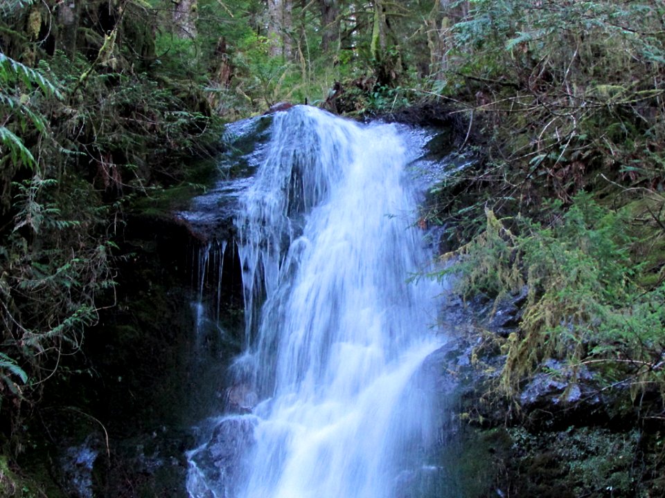 Waterfall at Quinault Rain Forest at Olympic NP in WA