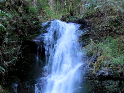 Waterfall at Quinault Rain Forest at Olympic NP in WA