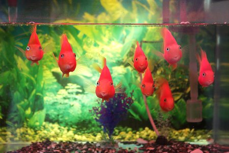 Open heart happy fish tank