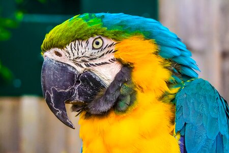 Bird nature animal portrait