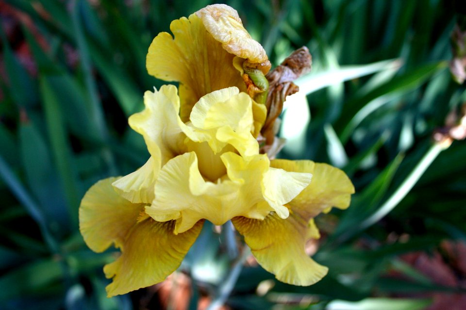 Yellow Iris