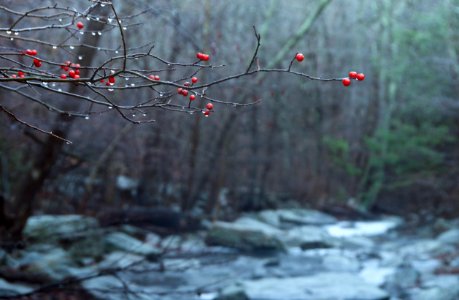 Berries over river photo