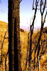 Burnt Pine, False Color