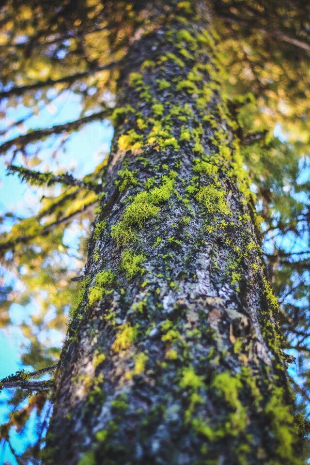 Tree lichen texture