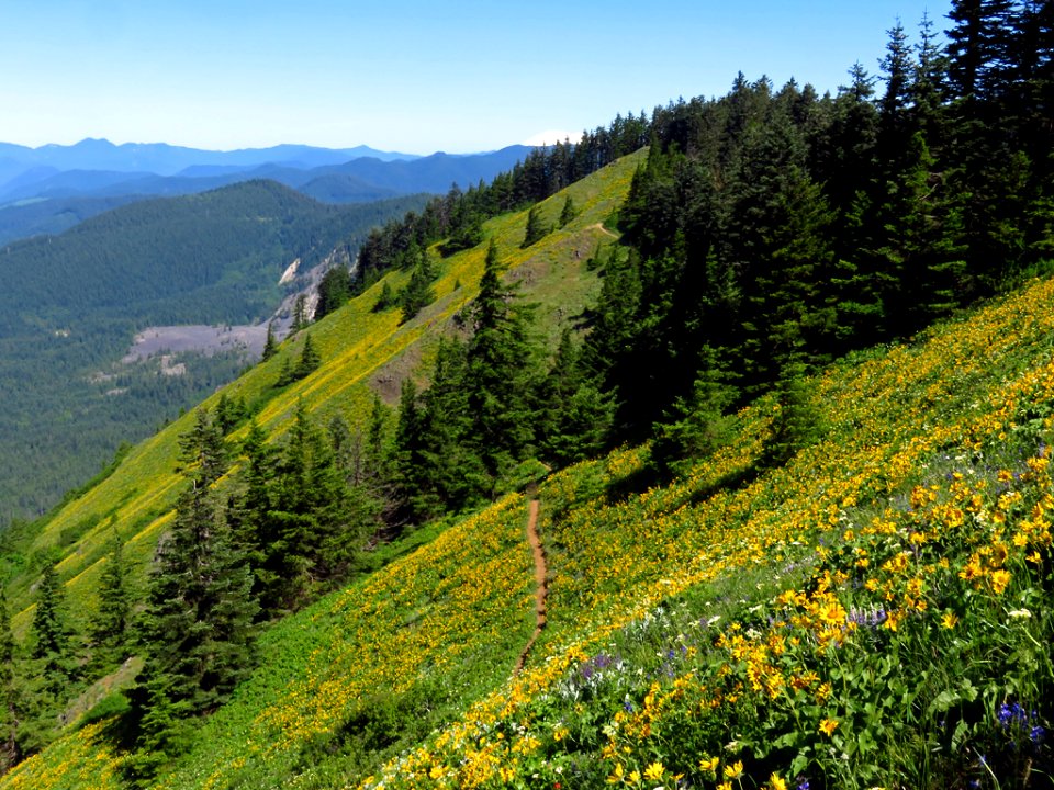 Dog Mountain Trail in Washington